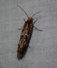 Moerarchis inconcisella
