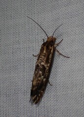Moerarchis inconcisella