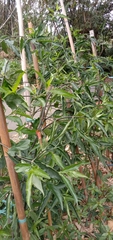 Clinacanthus nutans