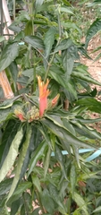 Clinacanthus nutans