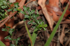 Phyllanthus hirtellus