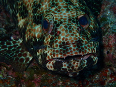 Epinephelus