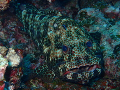 Epinephelus