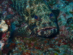 Epinephelus