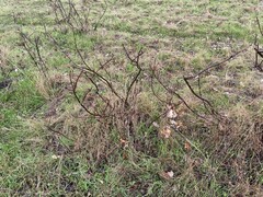 Toxicodendron diversilobum