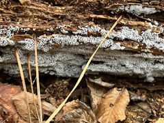 Ceratiomyxa fruticulosa