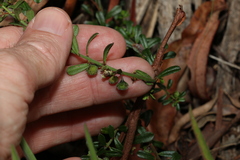 Phyllanthus hirtellus