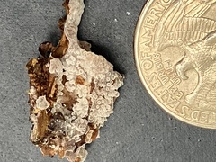 Ceratiomyxa fruticulosa