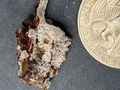 Ceratiomyxa fruticulosa