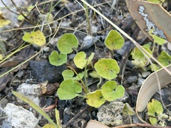 Dichondra repens