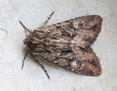 Polymixis trisignata