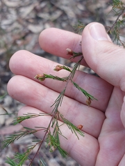 Dillwynia tenuifolia