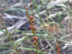Asphodelus fistulosus