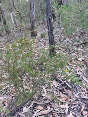 Dillwynia tenuifolia
