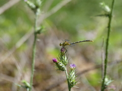 Austrogomphus guerini
