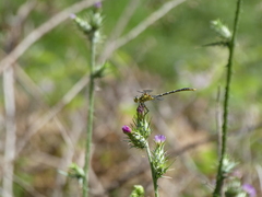 Austrogomphus guerini