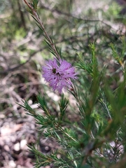 Melaleuca diosmatifolia