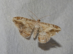 Chiasmia nubilata