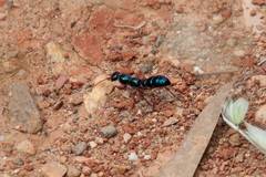 Diamma bicolor
