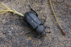 Clinterocera mandarina