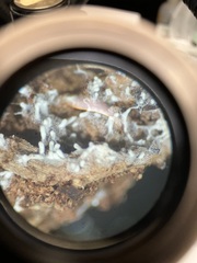 Ceratiomyxa fruticulosa