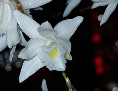 Dendrobium crumenatum