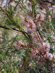 Melaleuca diosmatifolia