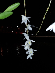 Dendrobium crumenatum
