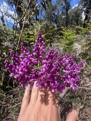 Comesperma retusum