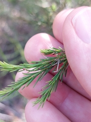 Melaleuca diosmatifolia