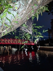 Dendrobium crumenatum