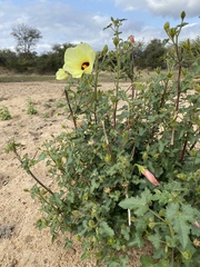 Hibiscus calyphyllus