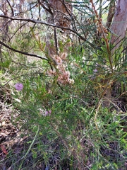 Melaleuca diosmatifolia