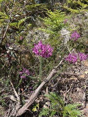 Comesperma retusum