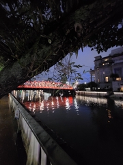 Dendrobium crumenatum