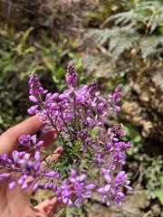 Comesperma retusum