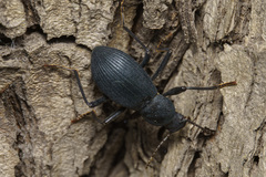 Stenophanes mesostena