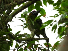 Psilopogon rafflesii