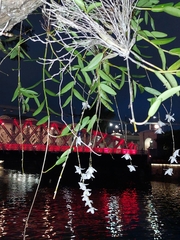 Dendrobium crumenatum