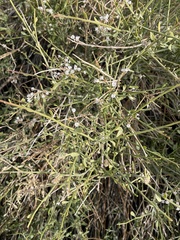 Baccharis sergiloides