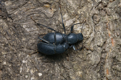 Stenophanes mesostena