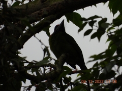 Psilopogon rafflesii