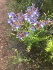Salvia chamelaeagnea