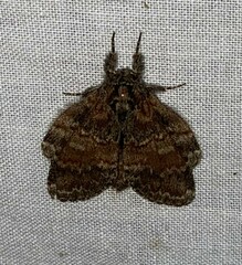 Peridea bordeloni