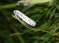 Ethmia coscineutis