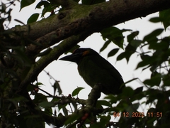 Psilopogon rafflesii