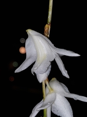 Dendrobium crumenatum