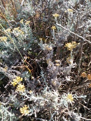 Helichrysum revolutum