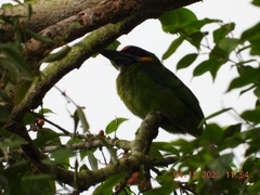 Psilopogon rafflesii