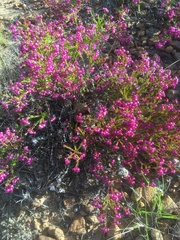 Erica multumbellifera
